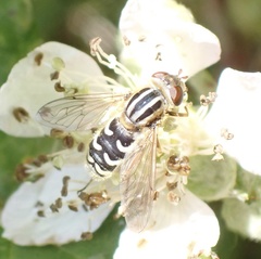 Anasimyia interpuncta