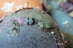 Ischnochiton comptus