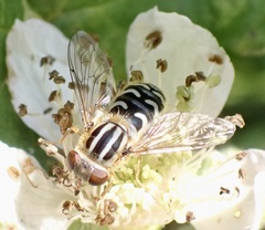 Anasimyia interpuncta