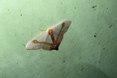 Macrocilix mysticata