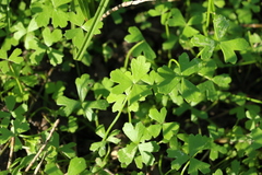 Hydrocotyle paludosa