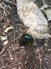 Xylocopa californica californica