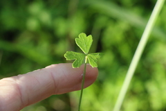 Hydrocotyle paludosa