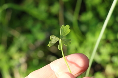 Hydrocotyle paludosa