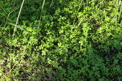 Hydrocotyle paludosa