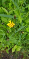 Crepis paludosa