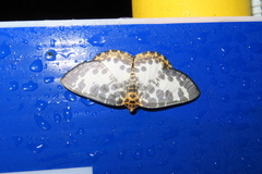 Euryobeidia languidata