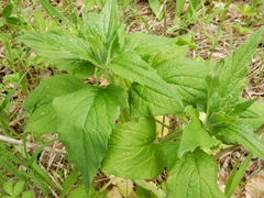 Campanula latifolia