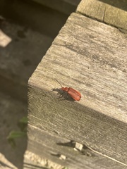 Pyrochroa serraticornis