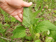 Campanula latifolia