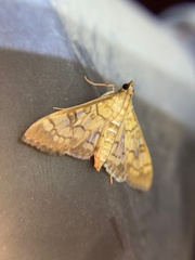 Mimorista subcostalis