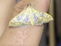Mimorista subcostalis
