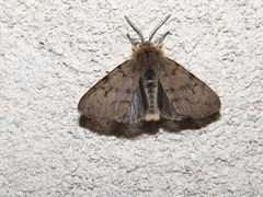 Diaphora sordida