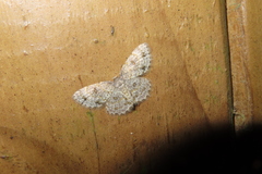 Dischidesia cinerea