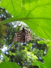 Parantica nilgiriensis