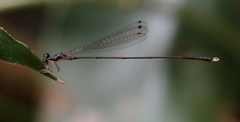 Amphicnemis gracilis