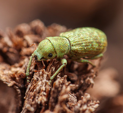 Pandeleteinus submetallicus