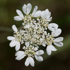 Orlaya grandiflora