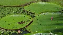 Victoria amazonica
