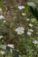 Orlaya grandiflora