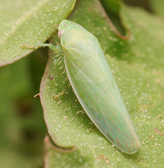 Gyponana angulata