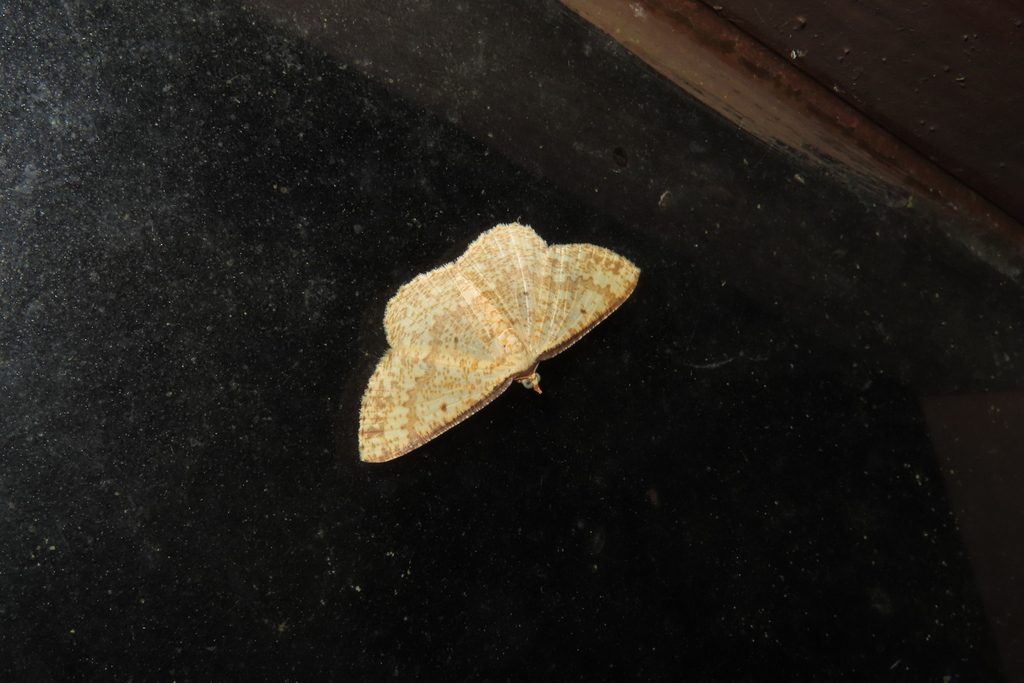 Synegia pallens