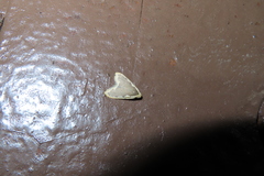 Diduga taiwana