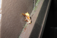 Narosoideus flavidorsalis