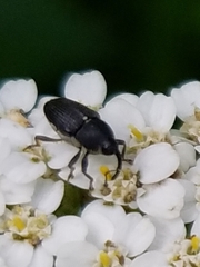 Odontocorynus
