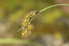 Carex macrochaeta