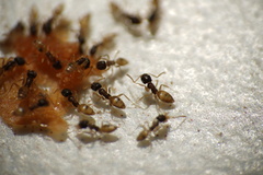 Tapinoma melanocephalum