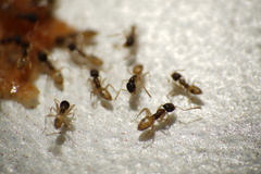 Tapinoma melanocephalum