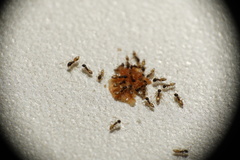 Tapinoma melanocephalum