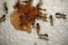 Tapinoma melanocephalum