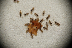 Tapinoma melanocephalum