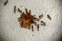 Tapinoma melanocephalum