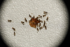 Tapinoma melanocephalum