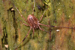 Lacinius ephippiatus
