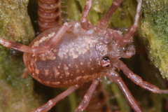 Lacinius ephippiatus