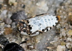 Dermestes frischii