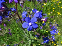 Anchusa azurea