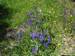 Anchusa azurea