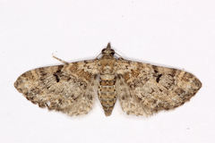 Eupithecia laquaearia