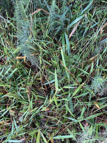 Entolasia marginata
