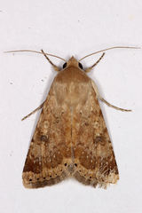 Heliothis nubigera