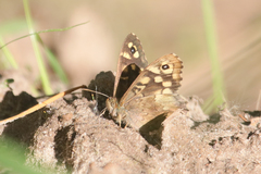 Pararge aegeria tircis