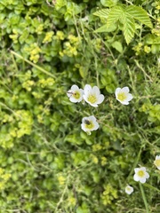 Saxifraga hypnoides