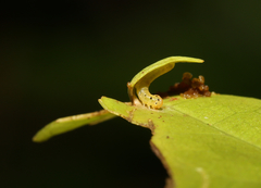 Choaspes hemixanthus