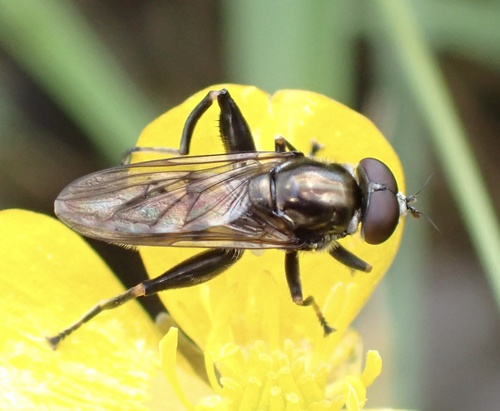 Dusky-banded Leafwalker, Udenhout, North Brabant, NL, photo 7 of 10