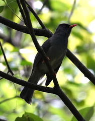 Hypsipetes borbonicus
